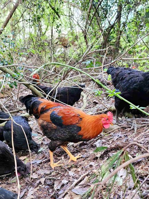 有机童子鸡｜约150天｜龙游山无边界散养｜现杀现发｜衢州顺丰 商品图0
