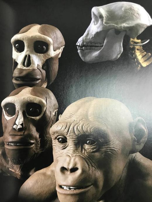 塑造人类：科学、艺术与想象如何帮助理解我们的起源 数百幅插图 精装16开 商品图14