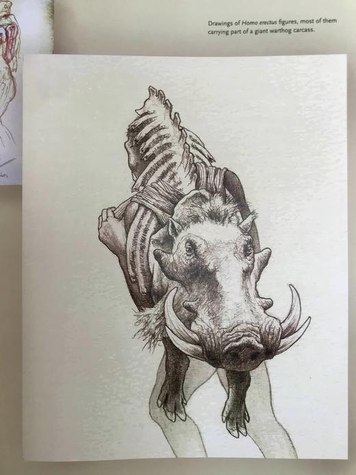 塑造人类：科学、艺术与想象如何帮助理解我们的起源 数百幅插图 精装16开 商品图9