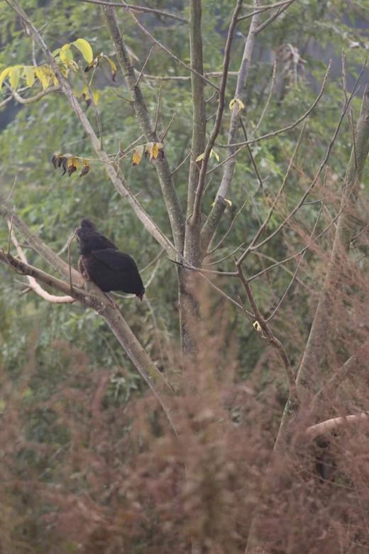 【高原散养绿壳蛋】 原生态 绿壳乌骨鸡蛋 胆固醇比普通鸡蛋低  30枚/份【生鲜发出不退不改，签收及时取出放在冰箱保鲜】（它比普通鸡蛋小） 商品图4