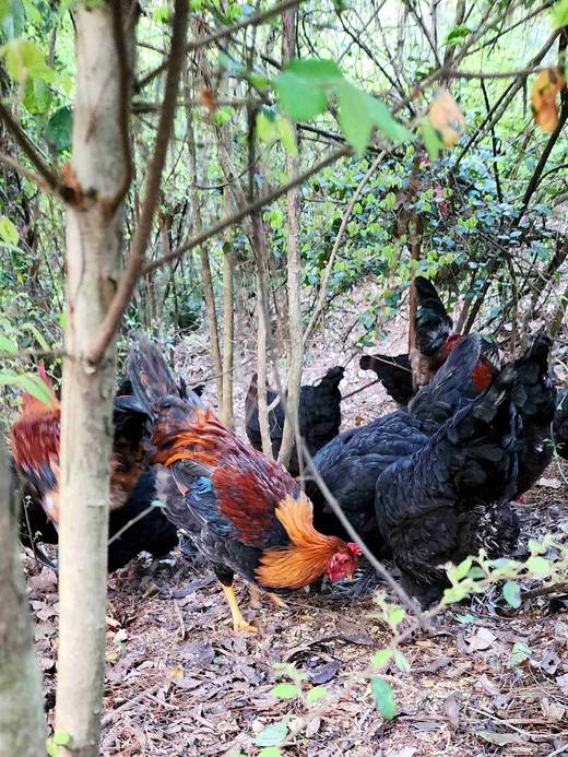 有机童子鸡｜约150天｜龙游山无边界散养｜现杀现发｜衢州顺丰 商品图7