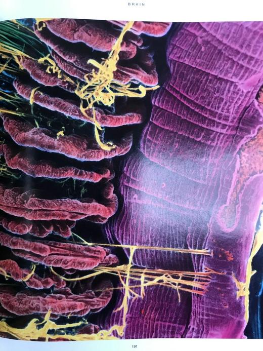 不可思议的旅程：人体探索 300幅插图 精装16开 商品图6