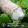 【远方检测SGS308项农残未检出 无添加 无防腐 铁棍山药粉】不是所有山药粉都经过28道古法炮制 商品缩略图2