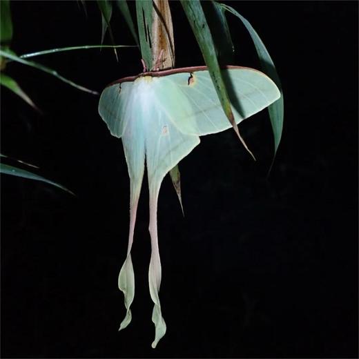 【暑假】康藤高黎贡 | 在毛毛球森林，看盛夏自然博物营 5天4晚 商品图6