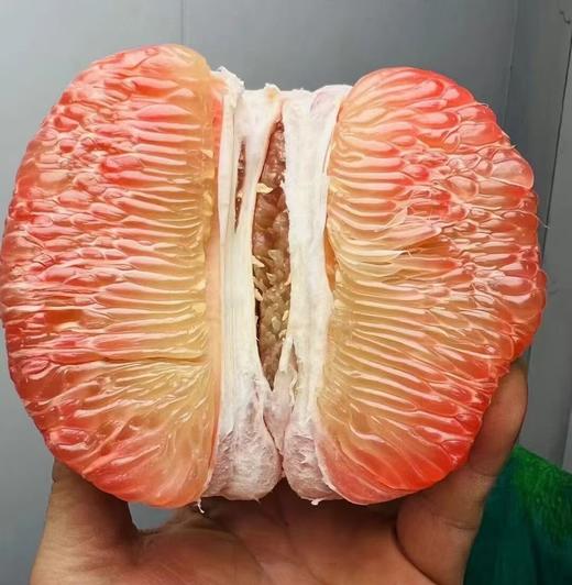 皇家翡翠蜜柚子约800~850g/只 商品图3