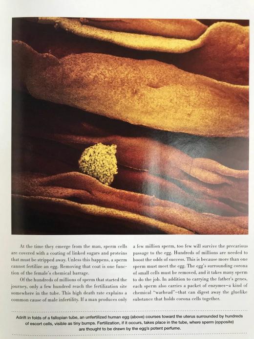 不可思议的旅程：人体探索 300幅插图 精装16开 商品图13