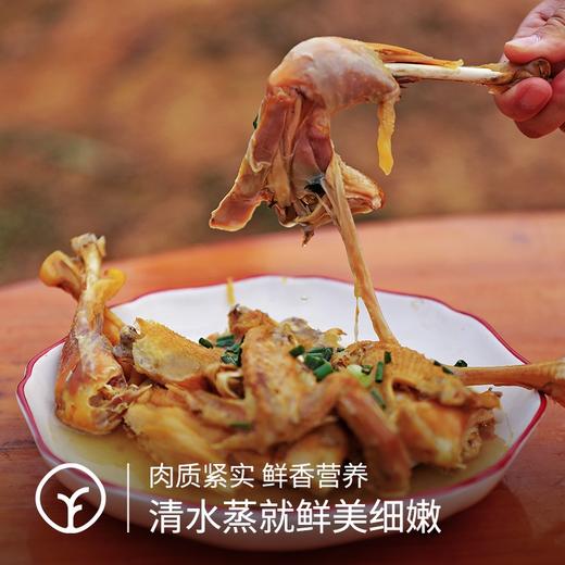 【梨花童子鸡2只!远方检测SGS-30项激素63项抗生素23项兽残均未检出】山林里梨树下散养120~150天 商品图1