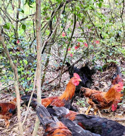 有机童子鸡｜约150天｜龙游山无边界散养｜现杀现发｜衢州顺丰 商品图11