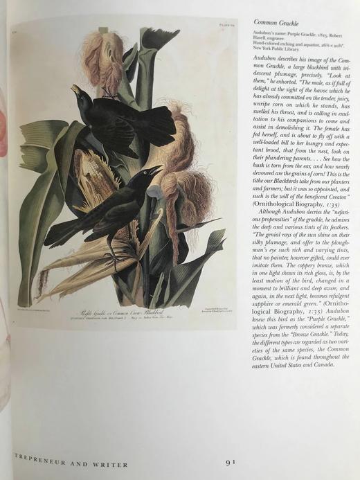 约翰·詹姆斯·奥杜邦画集 104幅插图（55幅彩色） 精装大16开 商品图10