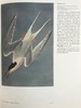 约翰·詹姆斯·奥杜邦画集 104幅插图（55幅彩色） 精装大16开 商品缩略图7