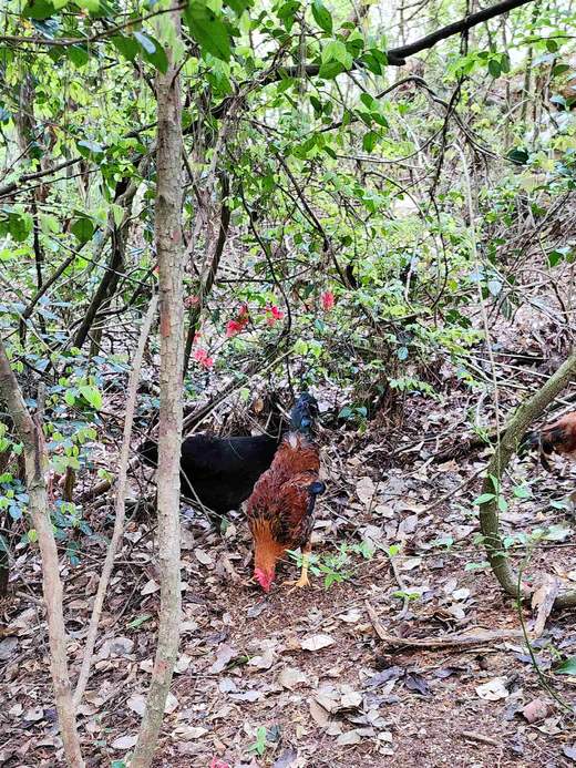 有机童子鸡｜约150天｜龙游山无边界散养｜现杀现发｜衢州顺丰 商品图13