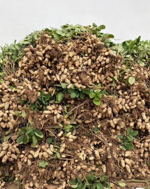 周二配送！颗粒饱满 甜甜的 有机种植，无农药，无化肥，颗粒饱满，鲜花生！3斤/袋 商品图2