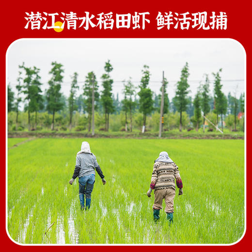 【顺丰快递】湖北潜江麻辣小龙虾（4-6）钱 750g*盒 加热即食 商品图7