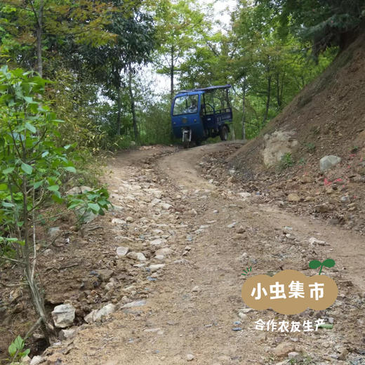 【积分享优惠】生态石笋干 250g/袋 | 合作农友生产，产自杭州天目山，生产者：潘新梅 &【公平贸易农人定价】 商品图12