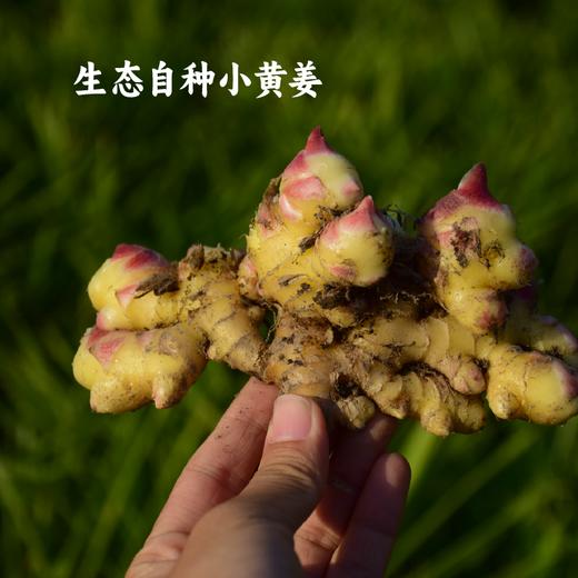 谦益象遇 姜汁红糖160g/盒（2盒可包邮） 商品图1