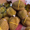 【“软绵香浓”！泰国金枕头榴莲】超满足！软绵香浓，如牛奶般嫩滑！果肉营养丰富，带壳新鲜榴莲一整个L 商品缩略图5