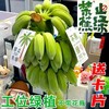 禁止蕉虑！办公室水培小香蕉 商品缩略图1