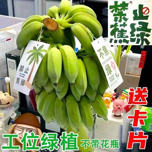 禁止蕉虑！办公室水培小香蕉 商品图1