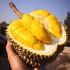 【“软绵香浓”！泰国金枕头榴莲】超满足！软绵香浓，如牛奶般嫩滑！果肉营养丰富，带壳新鲜榴莲一整个L 商品缩略图0