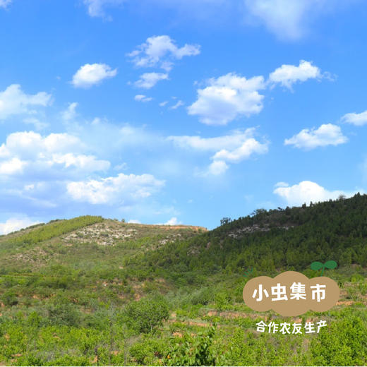 生态粘豆包（花青粘豆包/梨子粘豆包）550克/袋*3袋 | 合作农友生产，产自山西太行山，生产者：张韶明 *【公平贸易农人定价】 商品图11