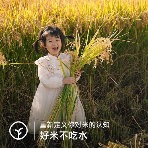 【远方检测SGS308项农残未检出定制天选新疆沙漠乳香米】蒋志农教授几十载潜心育种 色如羊脂 饭若美珀 -口难忘 2.5kg/袋 商品图4