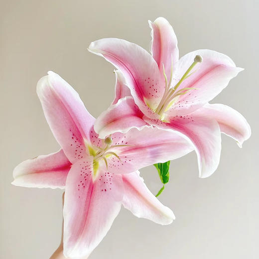 香水百合丨索尔邦两头 商品图2