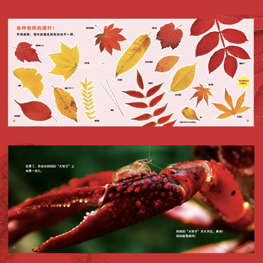 《好好科学》 （共4辑） 商品图3