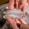 【远方检测SGS欧盟药残未检出 不泡药水大虾仁】纯虾仁 虾线已去 活虾剥壳懒人必备|海鲜频道 商品缩略图1