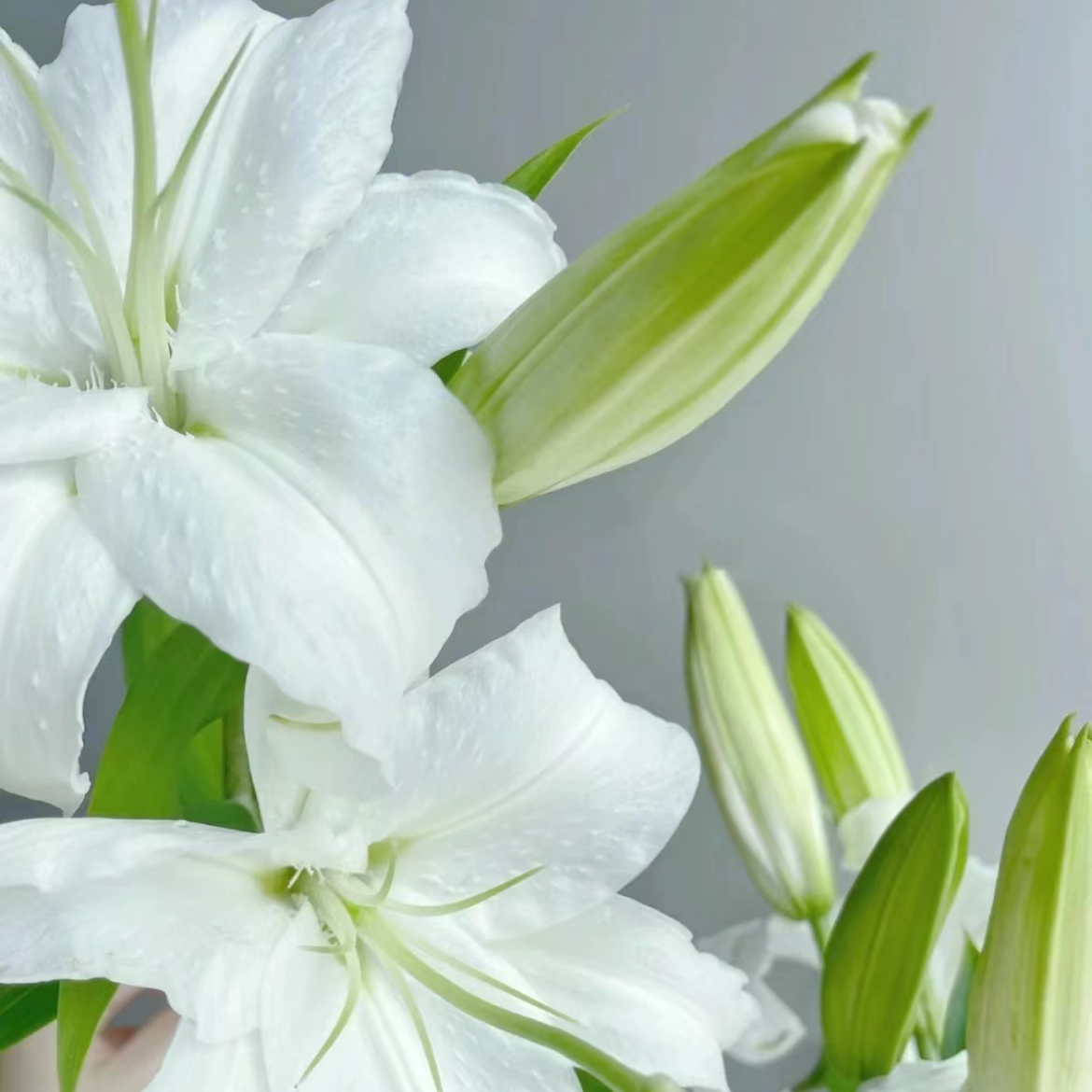 香水百合丨西伯利亚两头