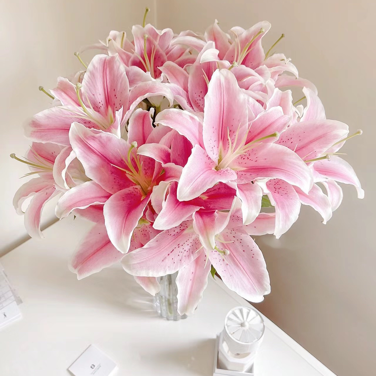 香水百合丨索尔邦两头