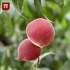 【品质精选】黑美人桃，果皮红的发黑，每一颗桃子都顶着一个漂亮的桃尖儿！ 商品缩略图1