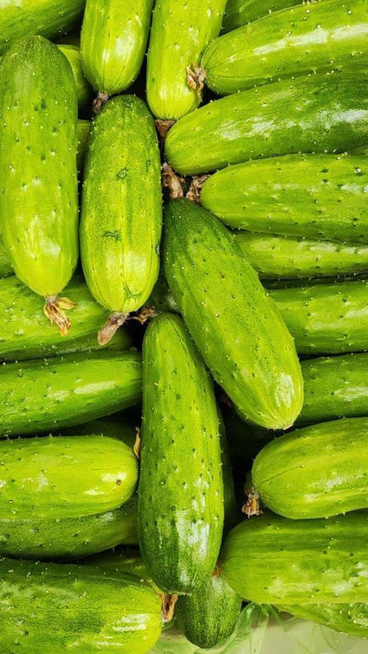 旱黄瓜，新鲜脆甜，味道浓郁，3斤/袋 商品图1