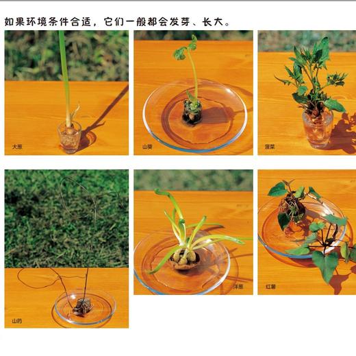 《好好科学》 （共4辑） 商品图13