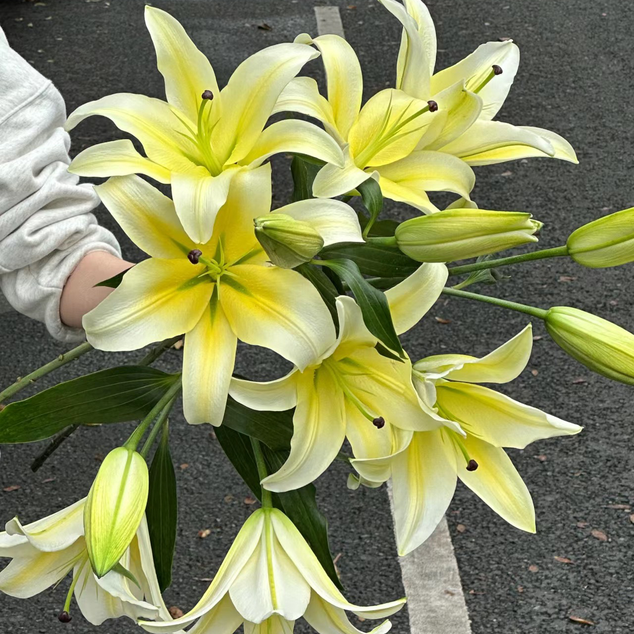 香水百合丨黄天霸两头