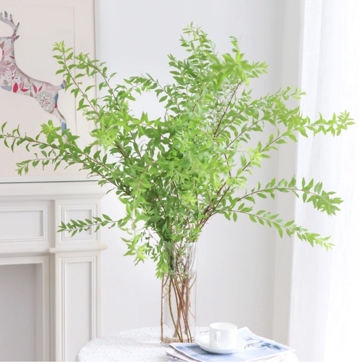 雪柳叶丨配叶【小清新植物】