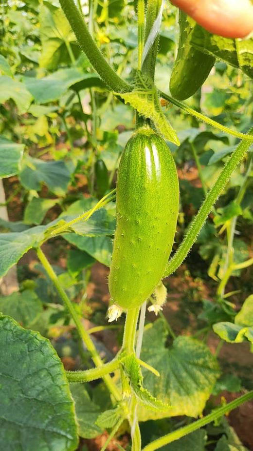 旱黄瓜，新鲜脆甜，味道浓郁，3斤/袋 商品图0