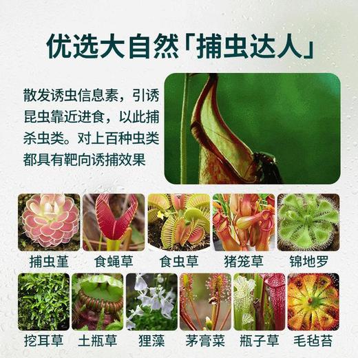 【买一送一，夏季蚊虫克星】澳洲原装进口AIRUSH诱捕盒家用款 蚊虫 蟑螂天然植萃凝胶 跟蚊子说拜拜 商品图7