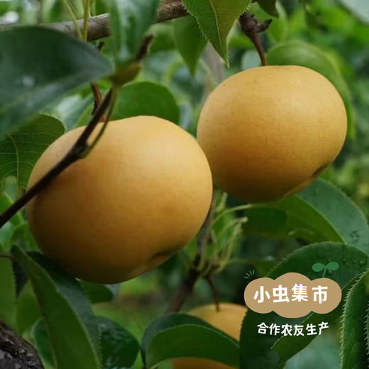 生态粘豆包（花青粘豆包/梨子粘豆包）550克/袋*3袋 | 合作农友生产，产自山西太行山，生产者：张韶明 *【公平贸易农人定价】 商品图6