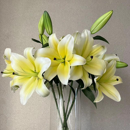 香水百合丨黄天霸两头 商品图1