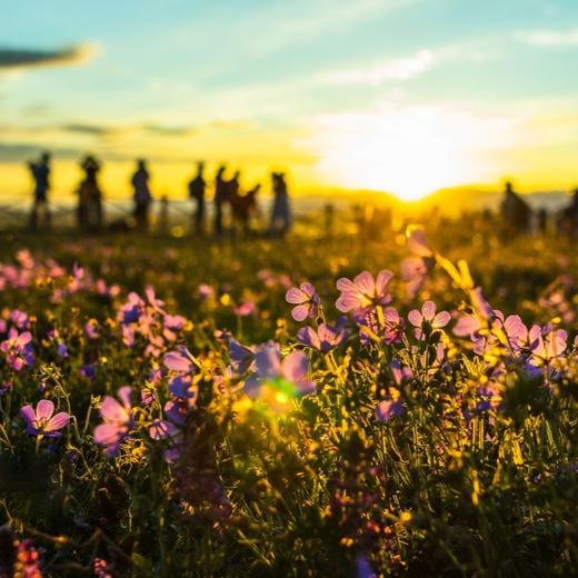 【画卷伊犁-房车深度游】乌鲁木齐+伊犁+S101+安集海大峡谷+赛里木湖+果子沟大桥+那拉提双草原+独库北段+唐布拉百里画廊8天7晚私家团 商品图4