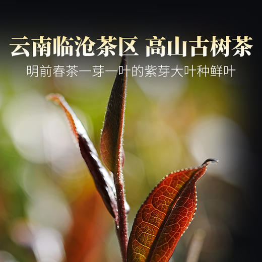 德丰昌【紫芽】普洱熟茶 357克/饼 商品图3