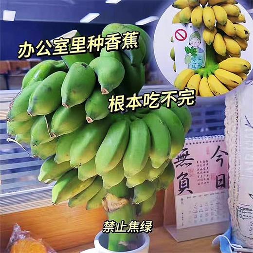 新鲜水果 网红香蕉苹果蕉10斤/件 商品图3