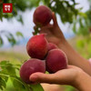 【品质精选】黑美人桃，果皮红的发黑，每一颗桃子都顶着一个漂亮的桃尖儿！ 商品缩略图2
