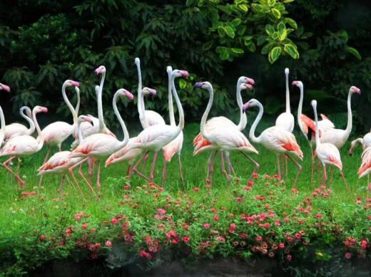 【无锡专拍】【长隆系列之广州一地四日】广州长隆定制小包团—嗨玩广州亲子4日游 商品图5