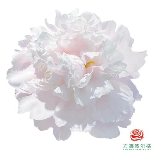 芍药 雪山紫玉 5枝一扎 商品图0