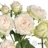 多头玫瑰 | 仙子之吻 商品缩略图9