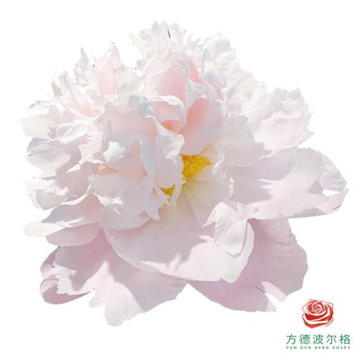 芍药 雪山紫玉 5枝一扎 商品图1