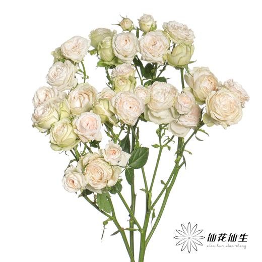 多头玫瑰 | 仙子之吻 商品图8