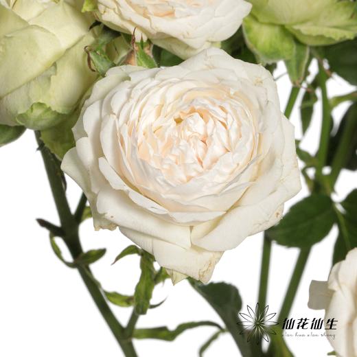多头玫瑰 | 仙子之吻 商品图7