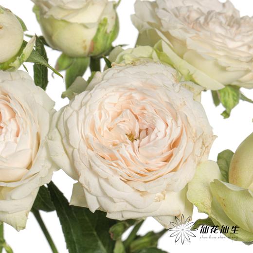 多头玫瑰 | 仙子之吻 商品图6